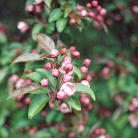 film photography | ©The Paper Deer Photography | paperdeerphoto.com